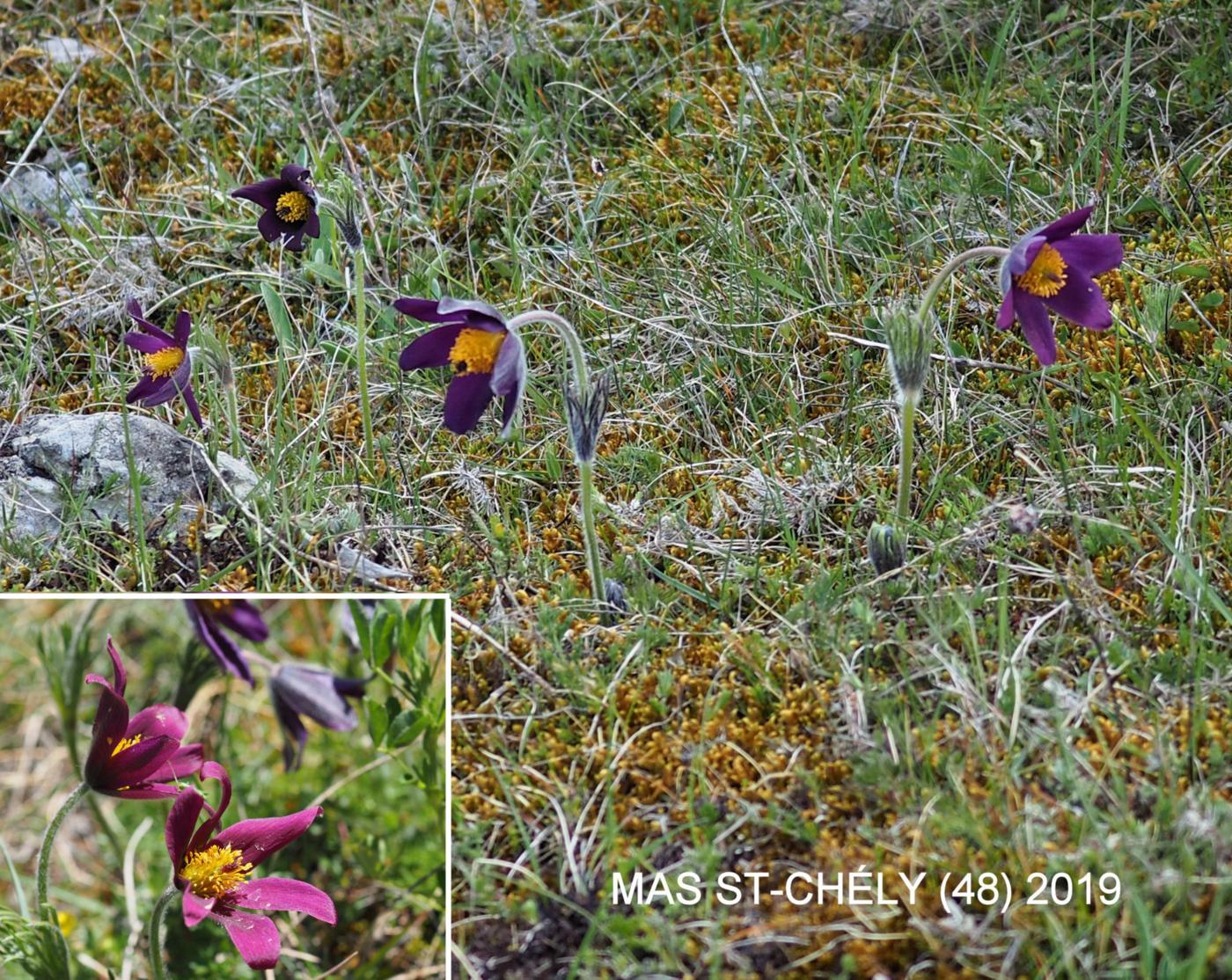 Pasque flower plant